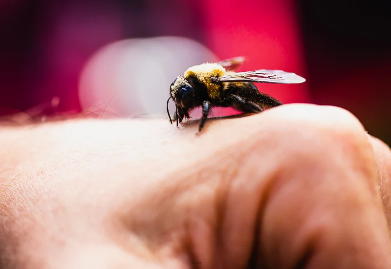 Bee on Hand