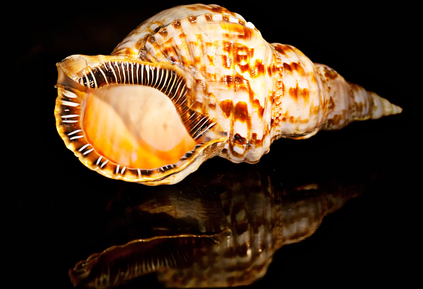 Conch