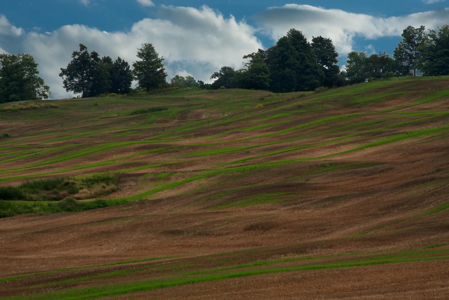 Harvest Lines
