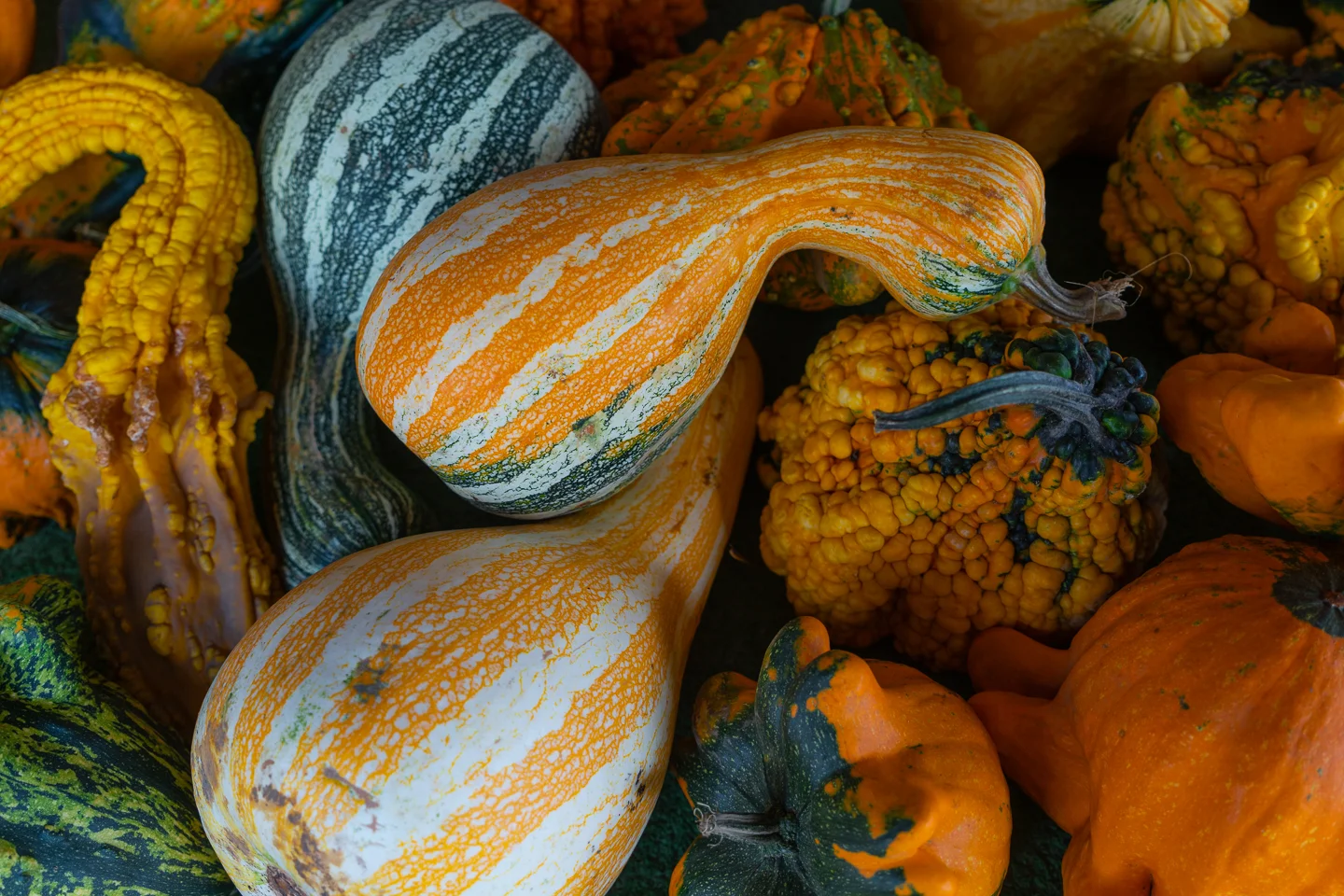 Jeff_Ibbotson Gourd Delight-100.jpg