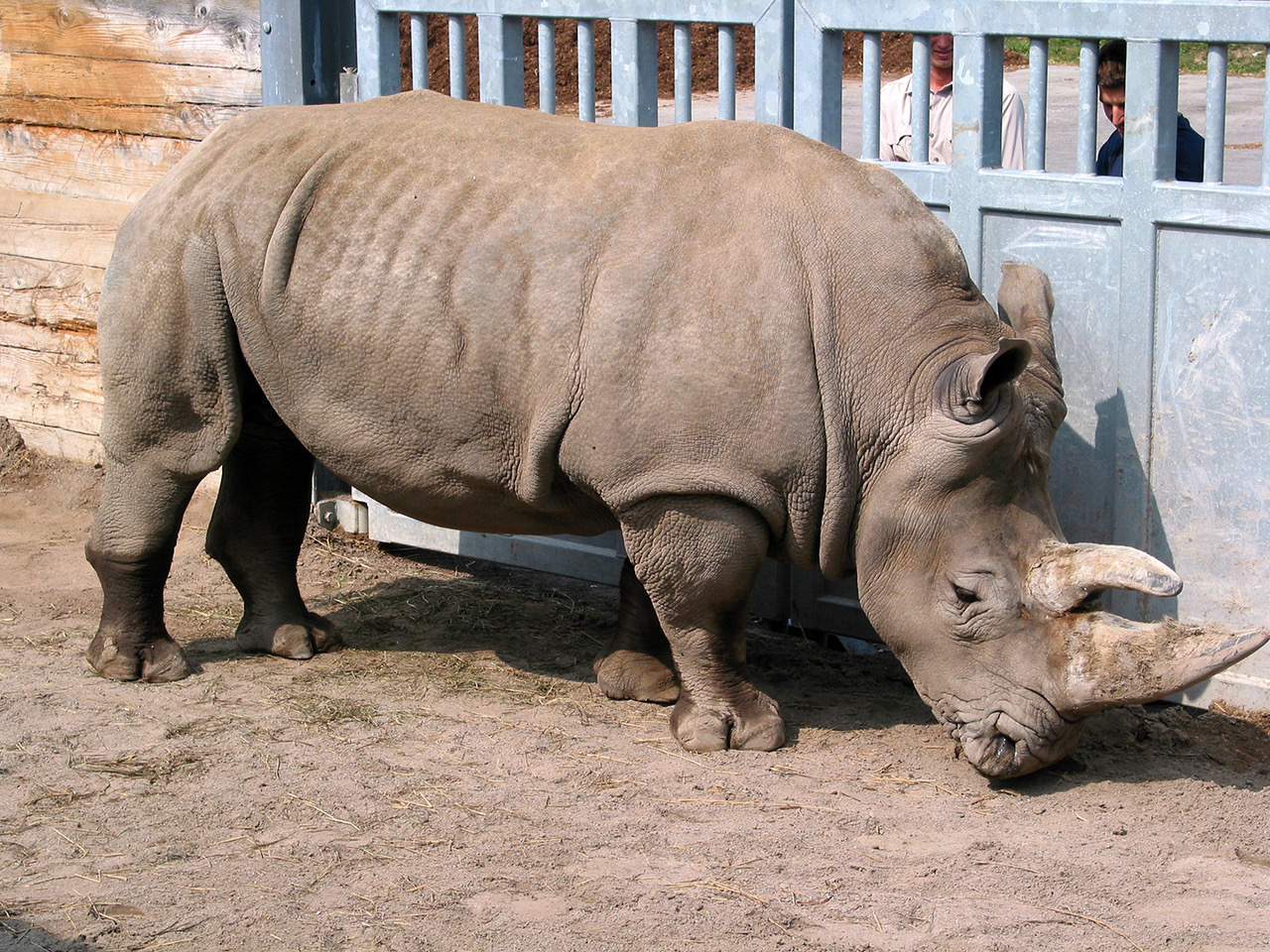 Rhino Door