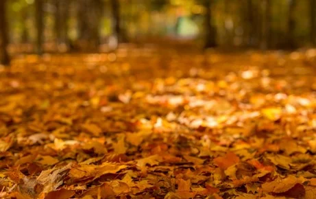 To Shoot a Leaf, Be a Leaf