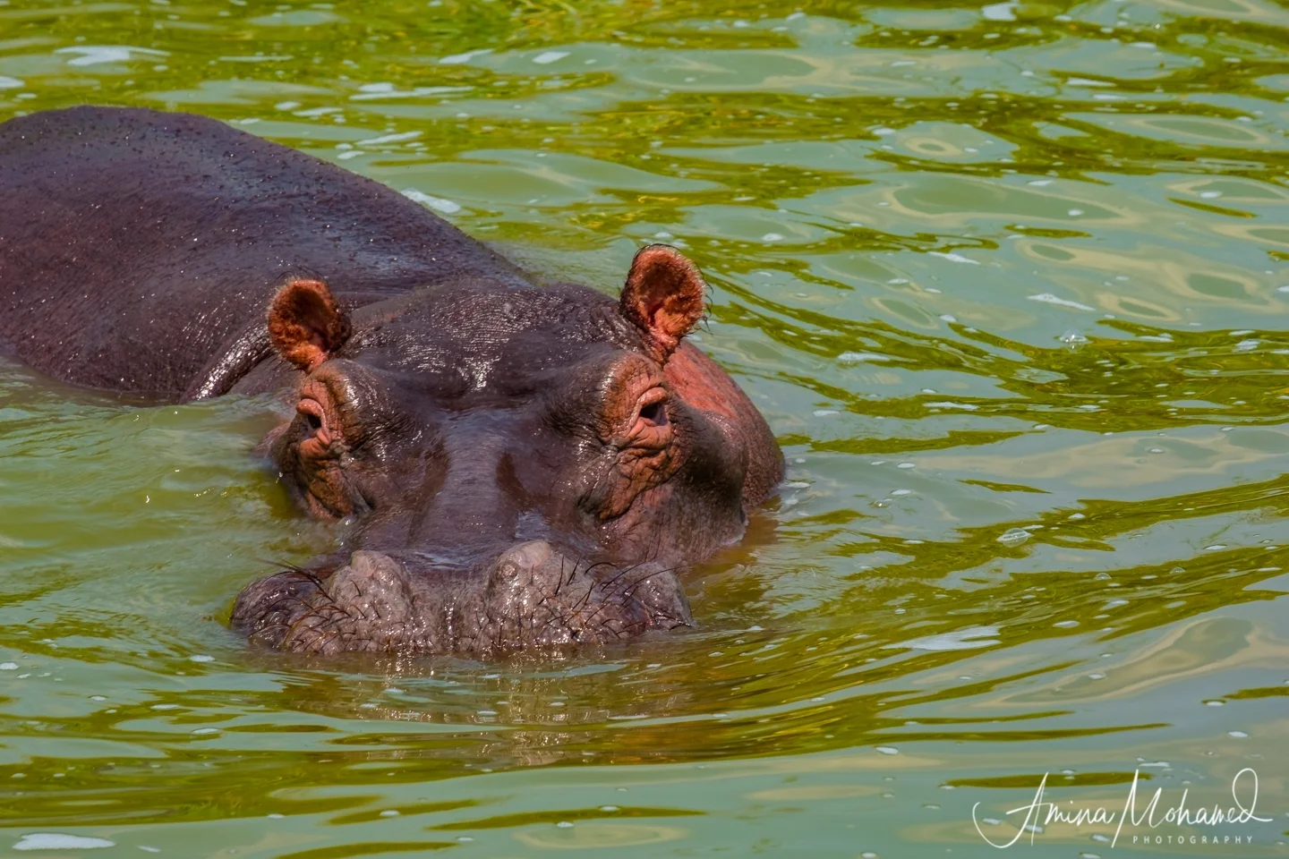 Food for the Hippo