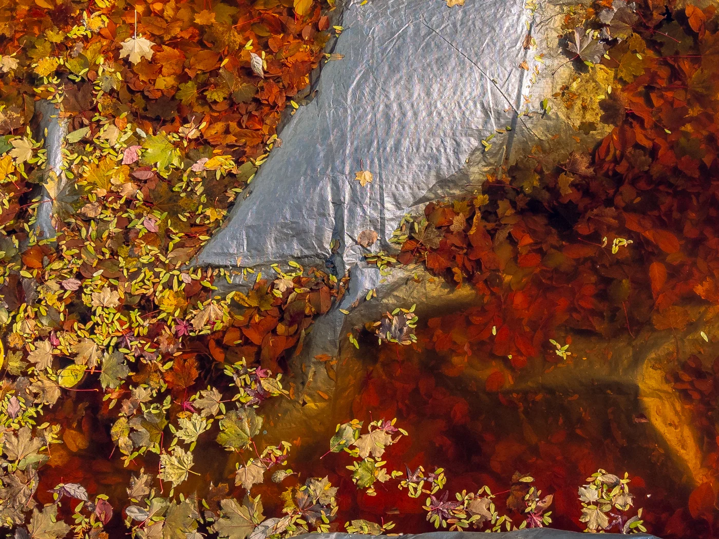 Fall Flotsam