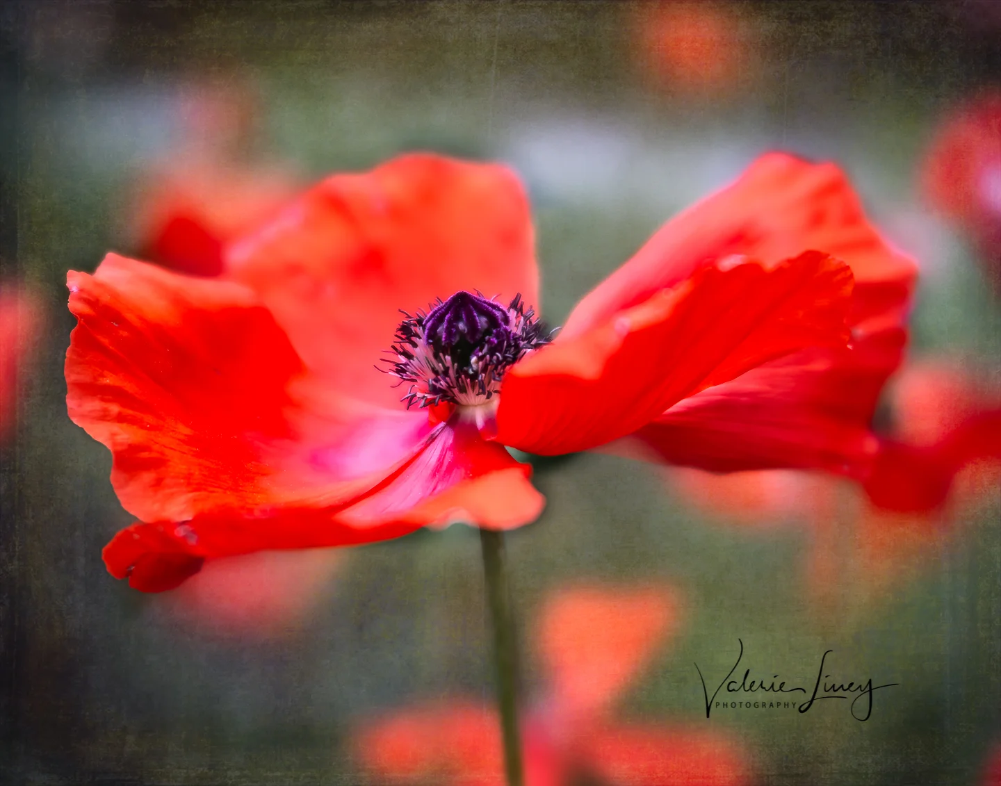Red Poppy