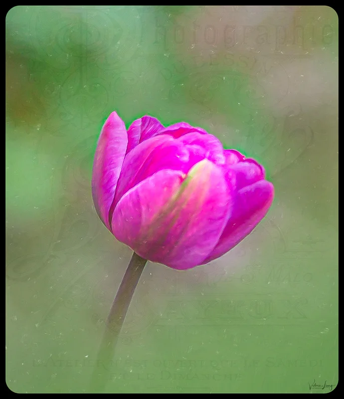 Pink Tulip