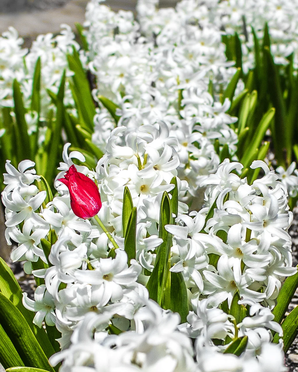 Tulip for One