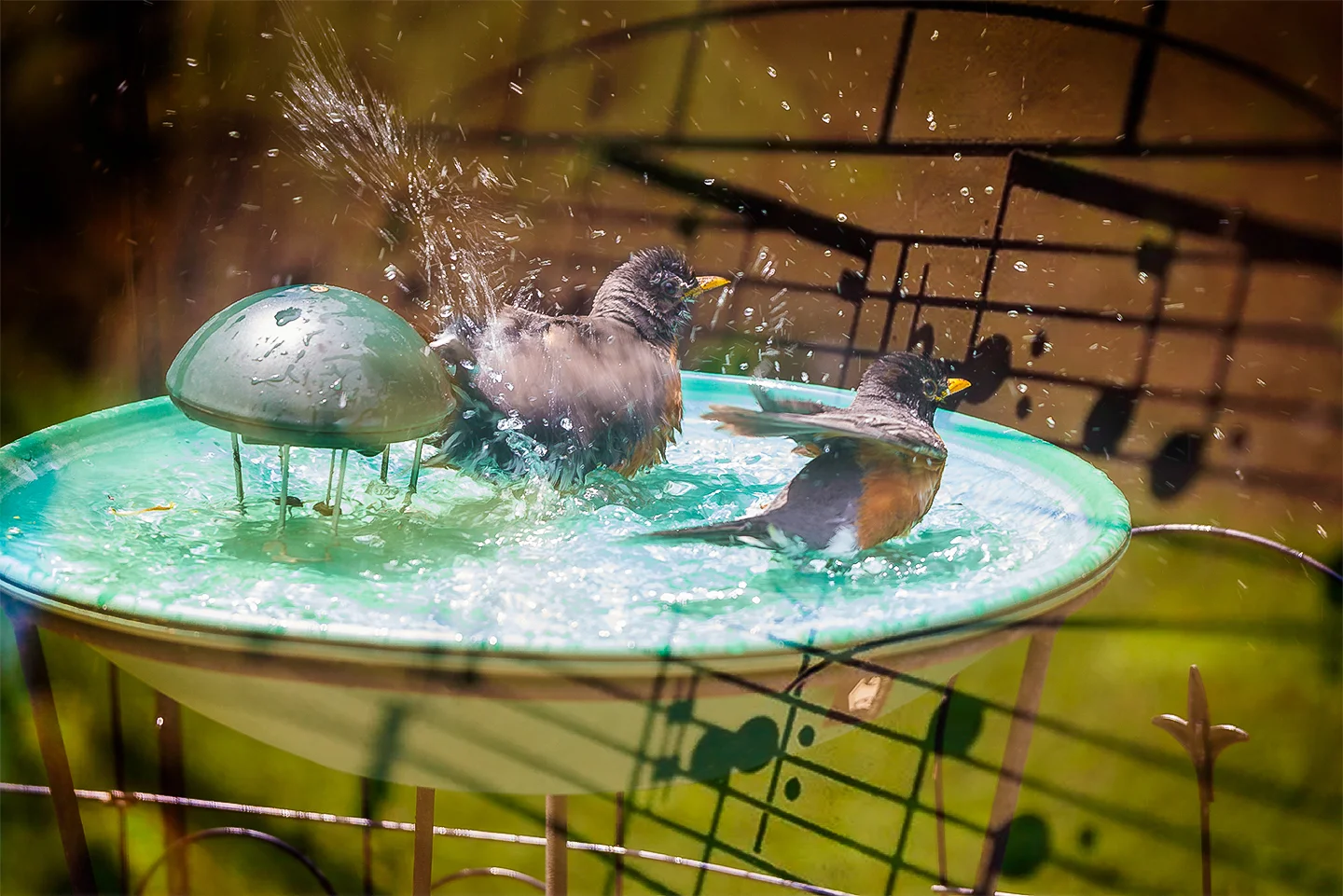 Singing in the Rain