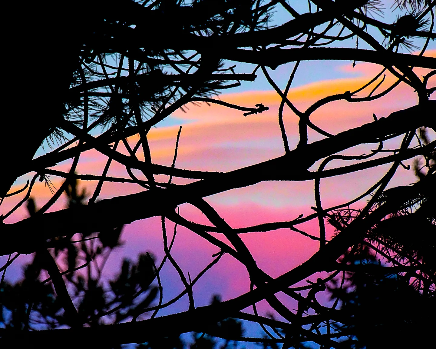 Backyard Blaze