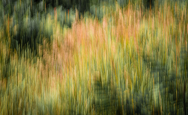 Breezy Weeds
