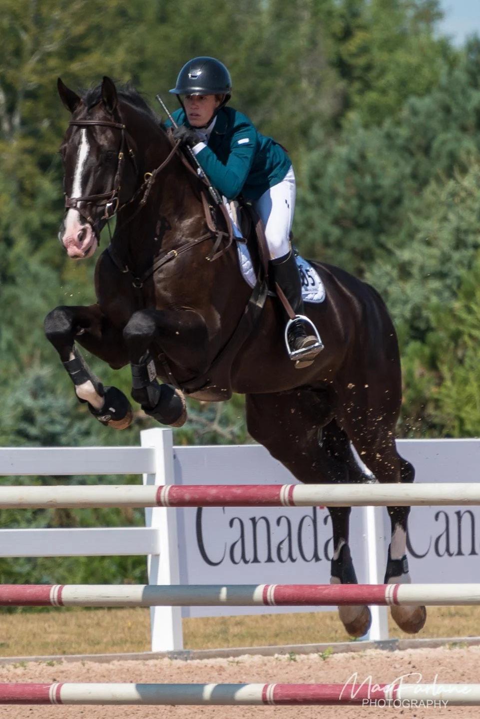 Horse Show