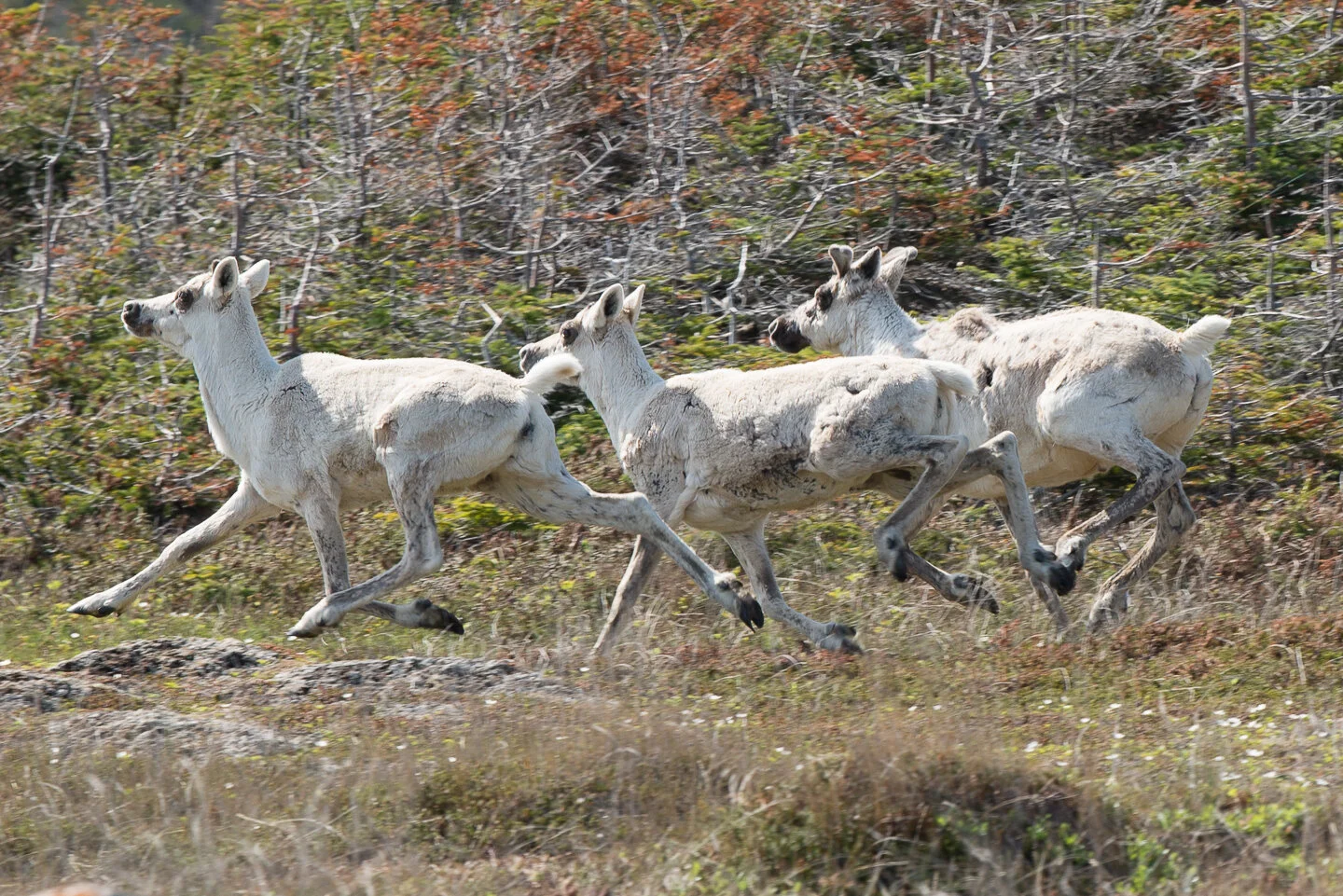 Caribou 2