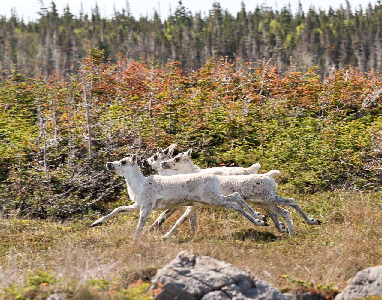 Caribou in Flight