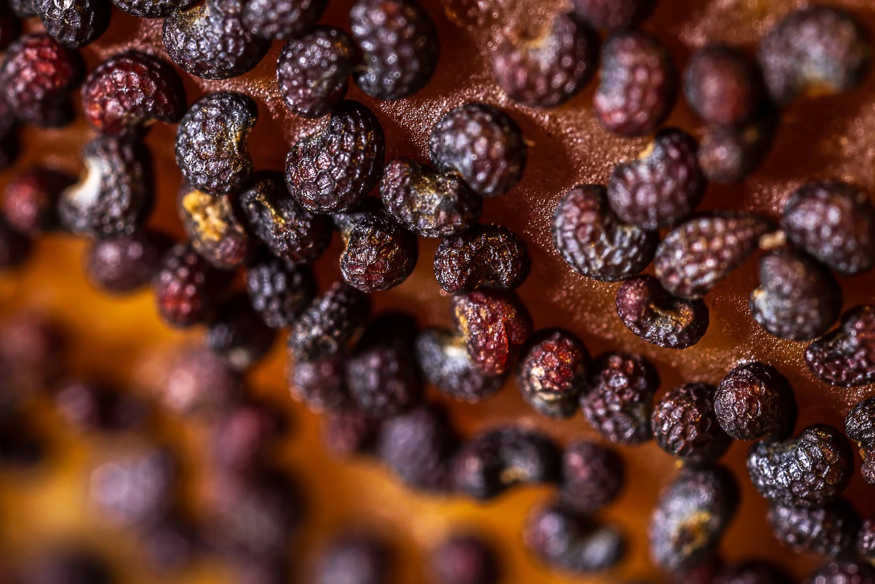 M Buckman Holiday Pic January 2026-1.jpg