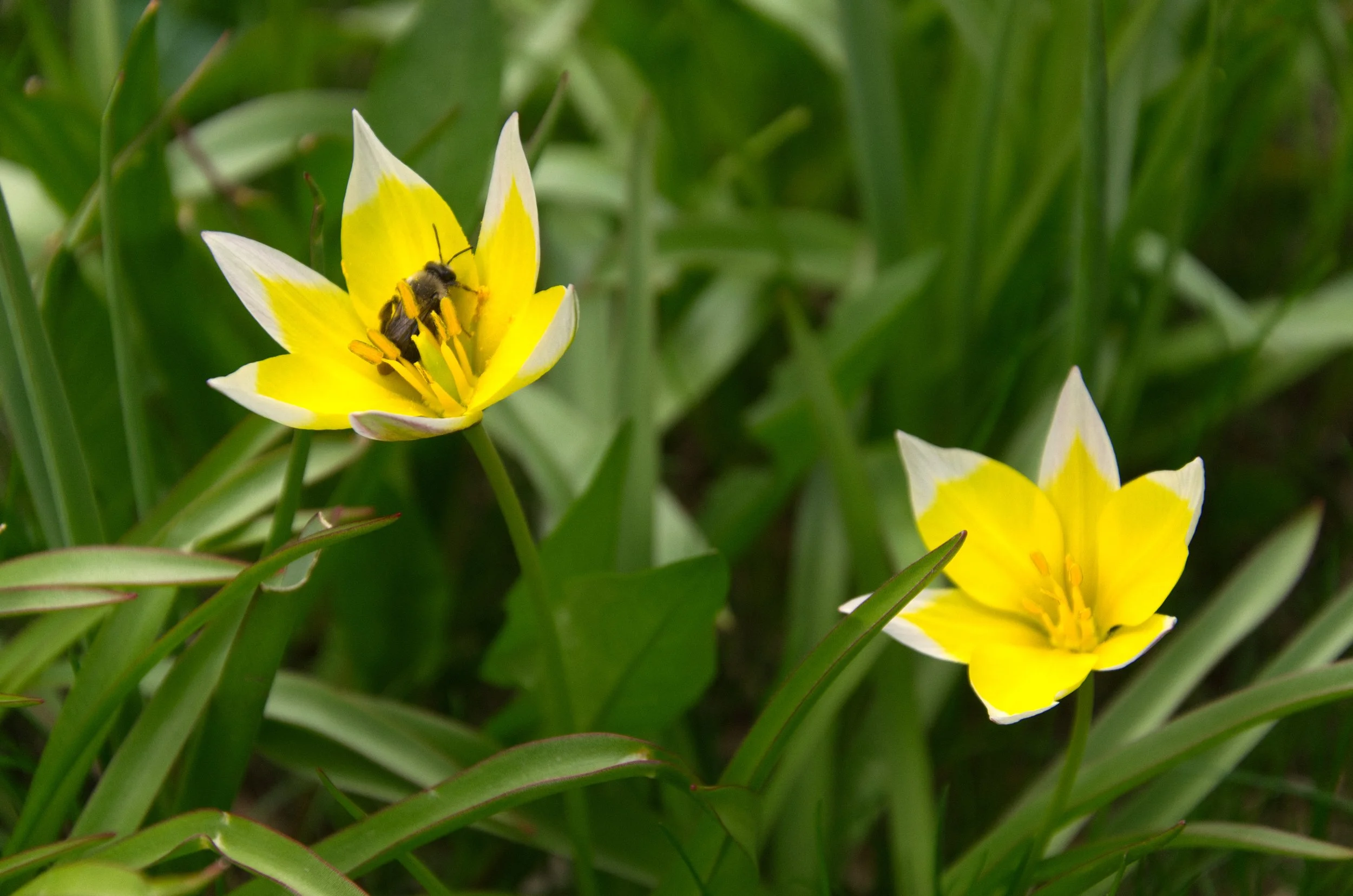 DSC_3491bee in flower M.jpg