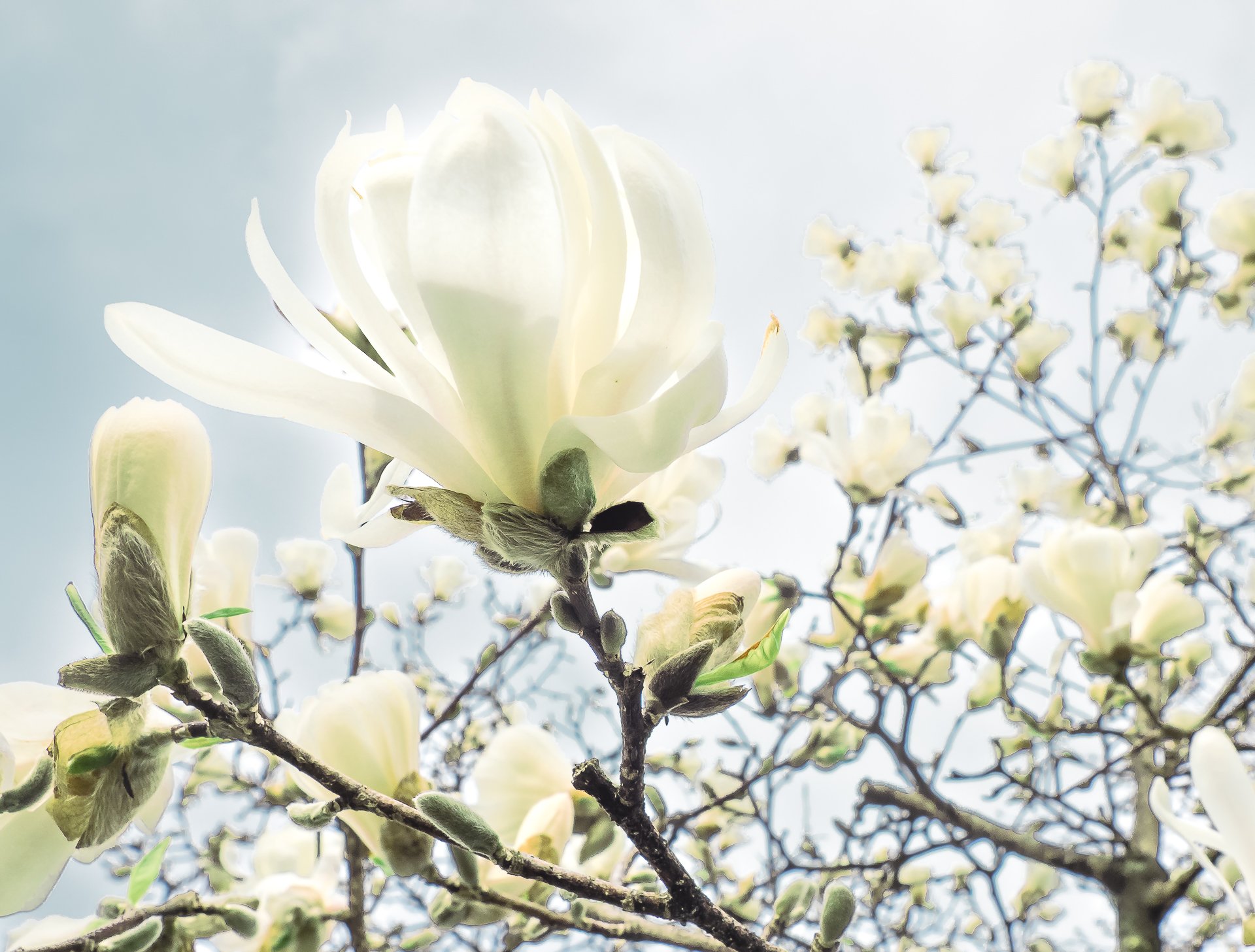 VANSPALL_MAY SUBMISSION,VANSPALL_BLOOM.jpg