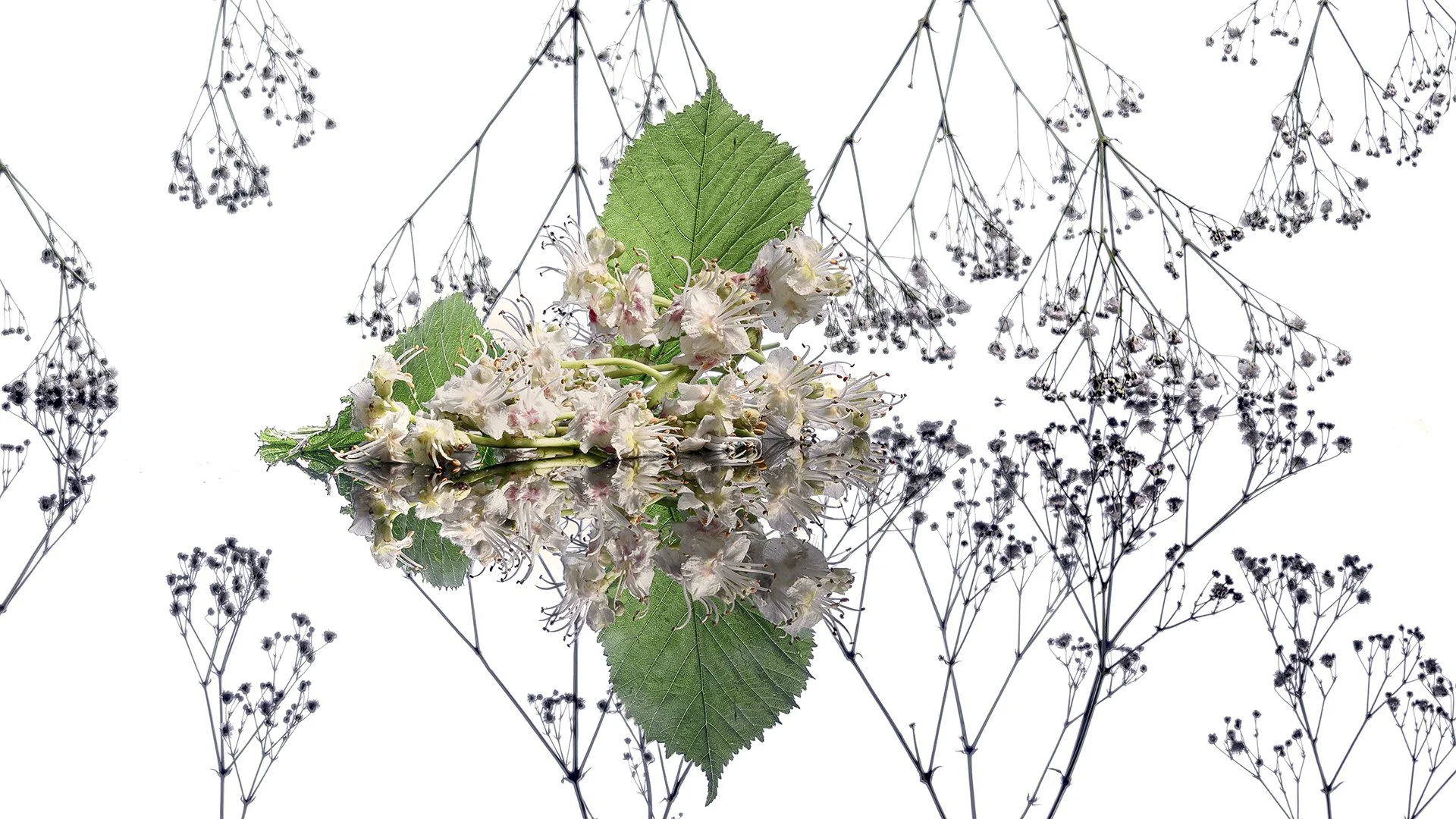 NPC May ssignment Blossom Painless 1080.jpg