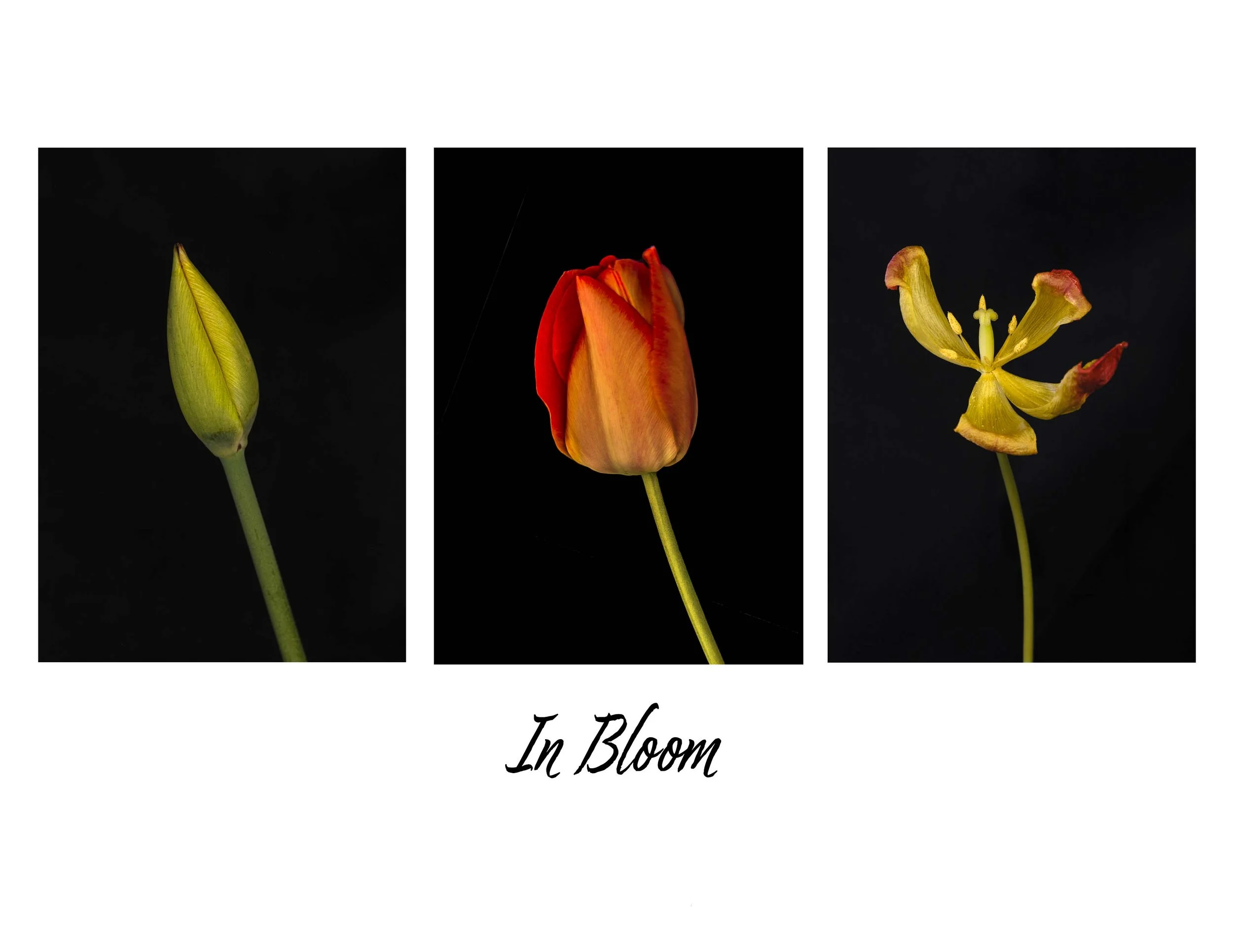 April Bloom Small.jpg