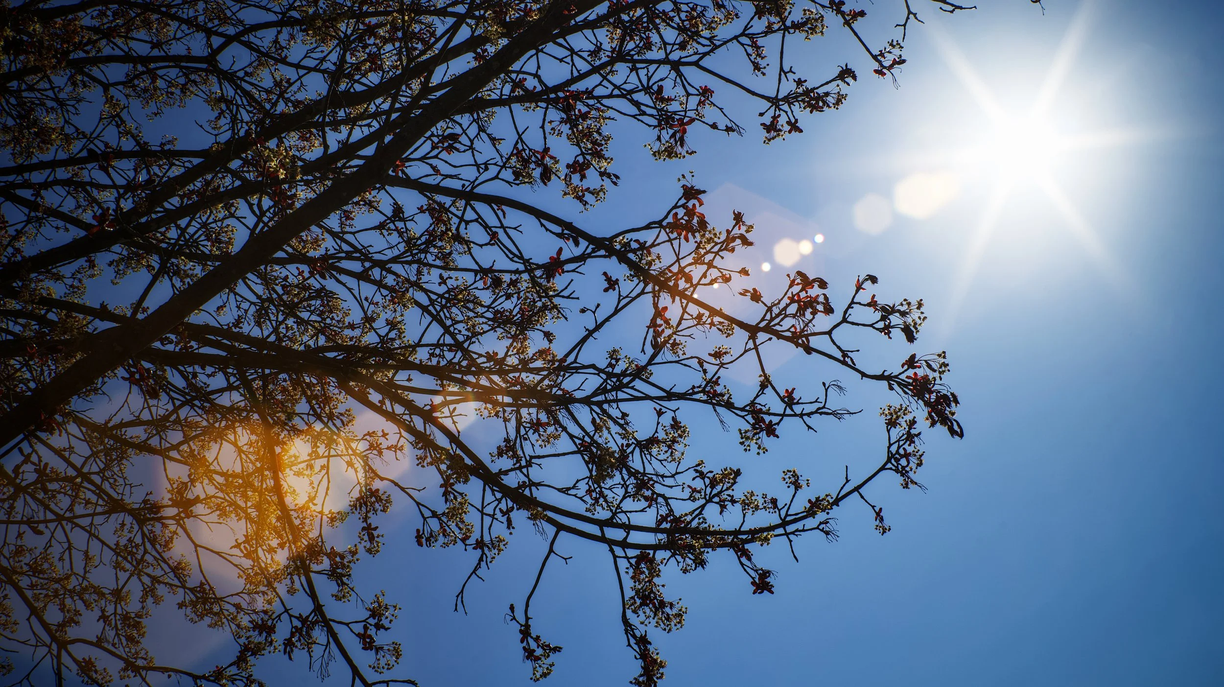 Sun in Bloom 50%.jpeg