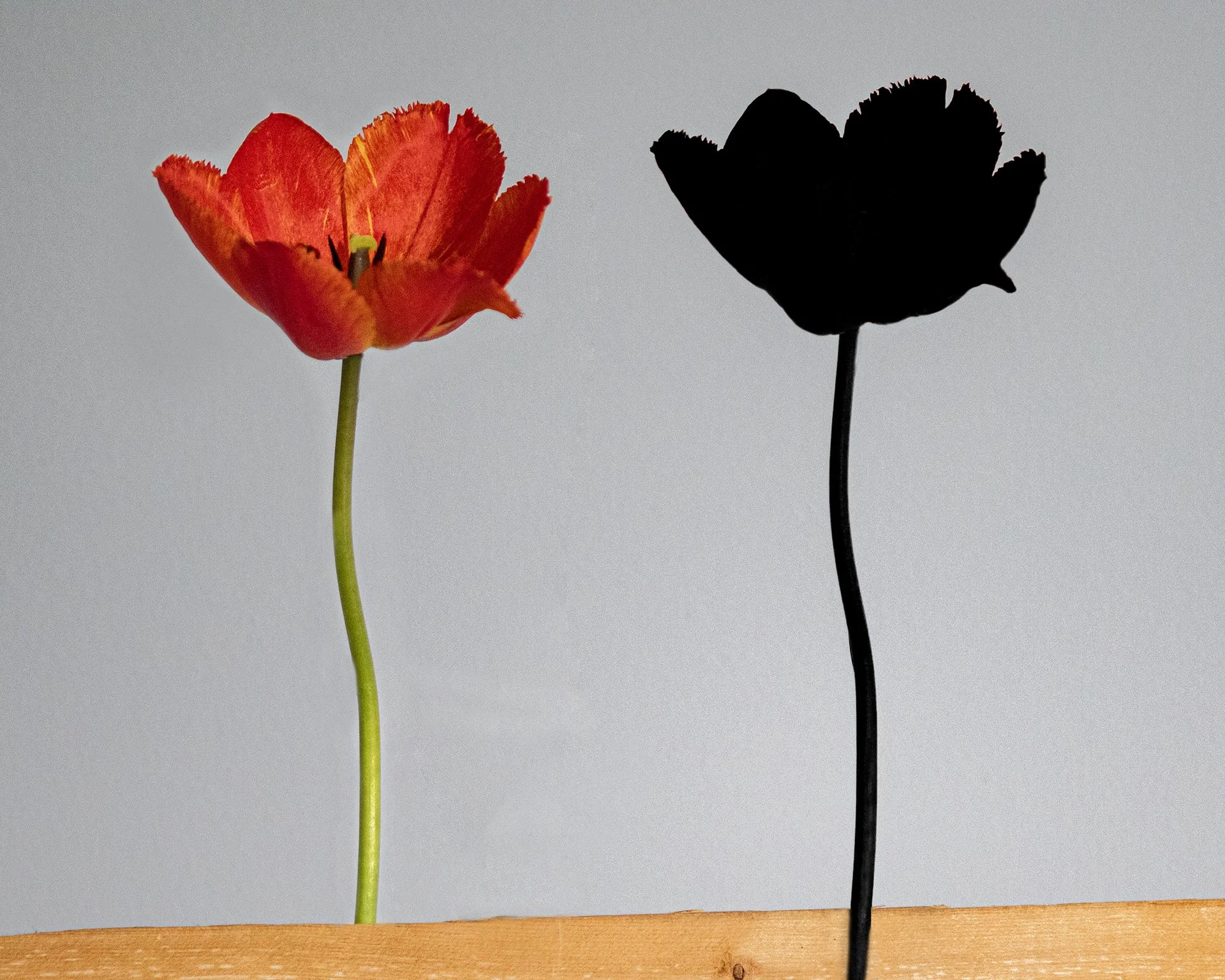 Bloom D_Scott copy.jpg