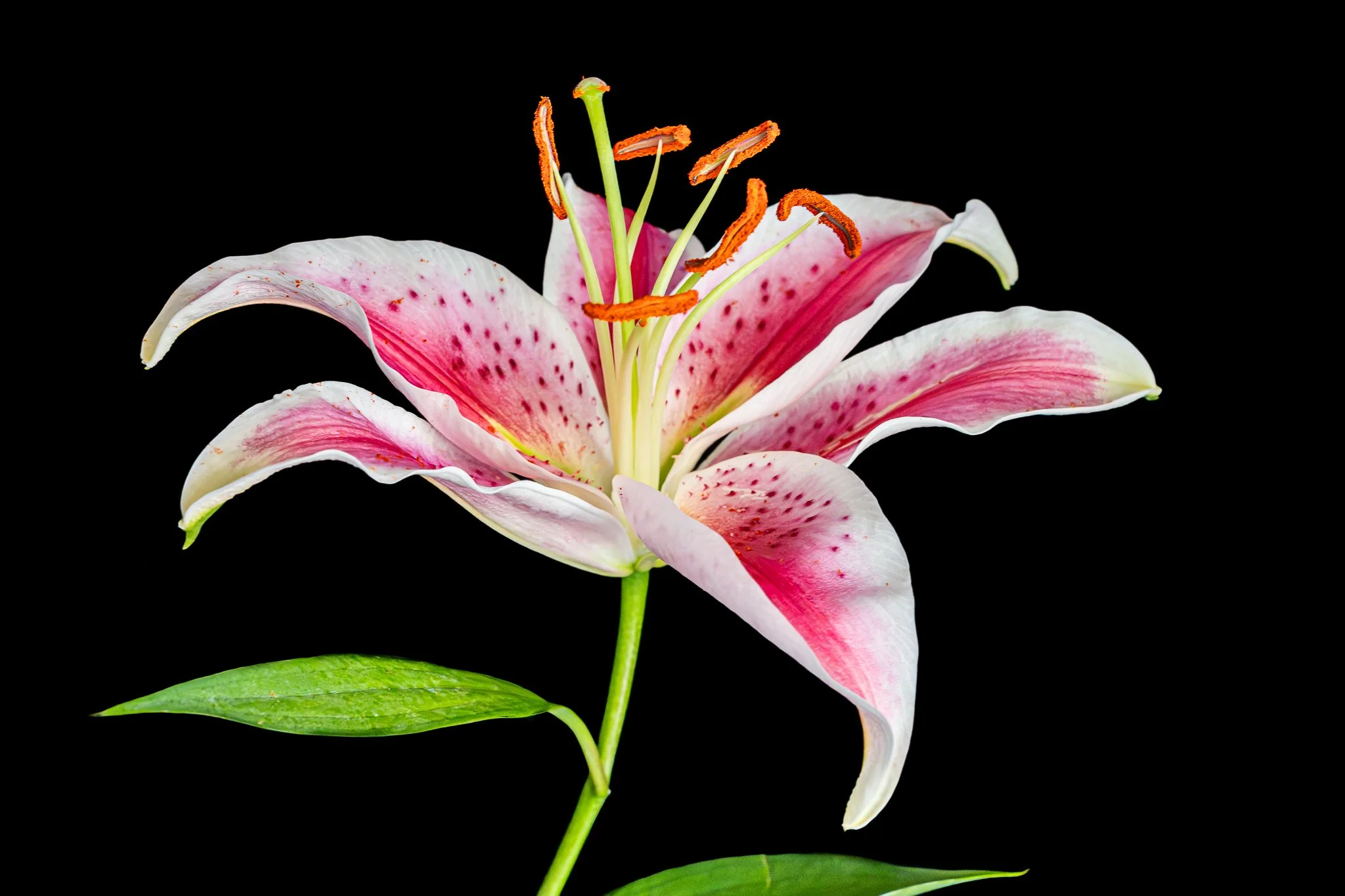 Kathy MacFarlane - bloom.jpg