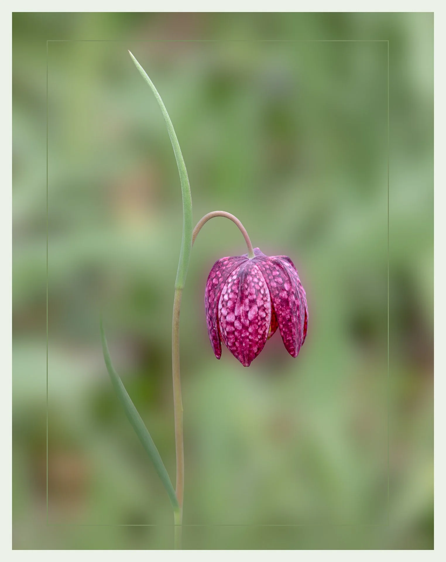 frittilaria bloom (1 of 1).jpg