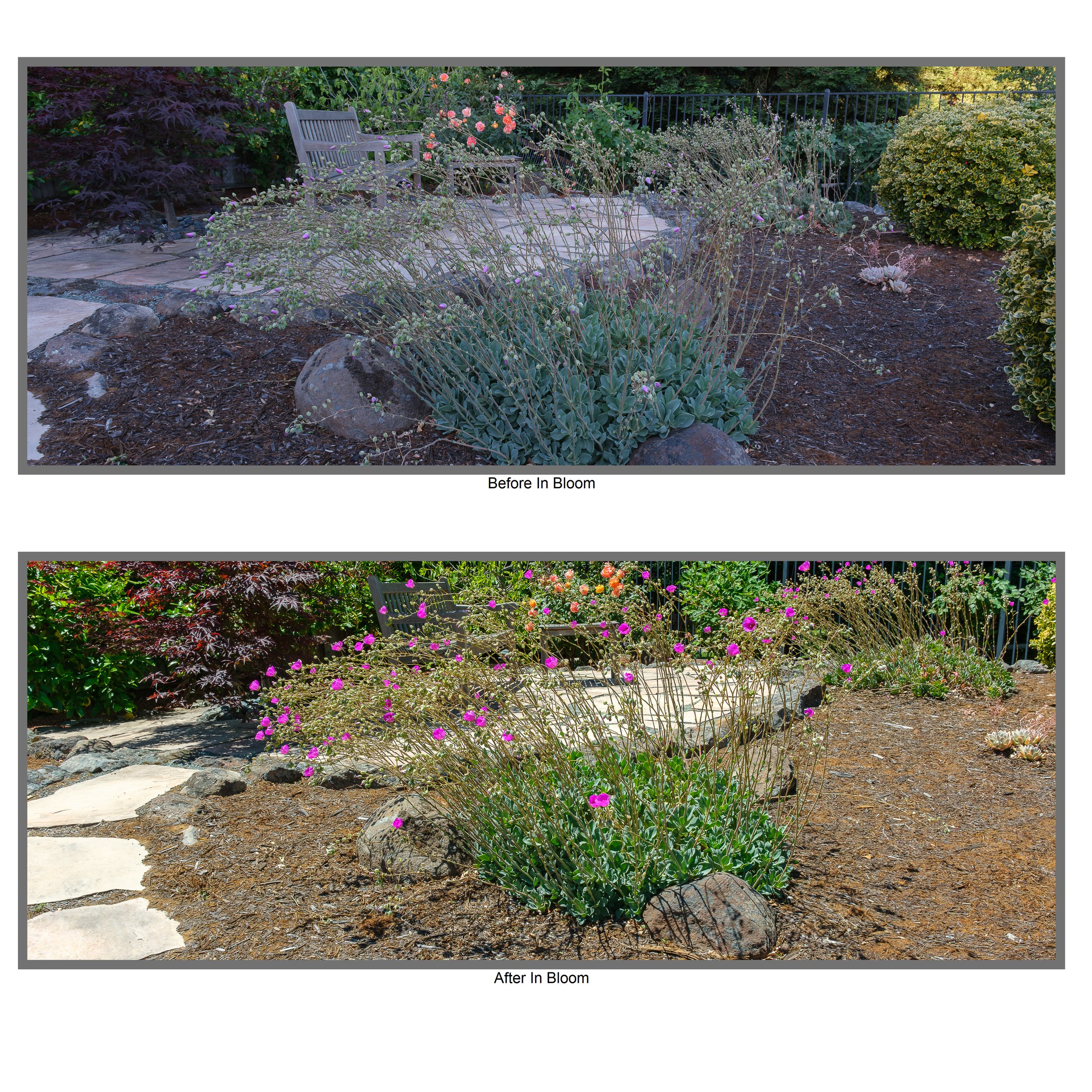 Pat Kelly Rock Purslane Before and After.jpg