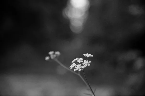 Transient