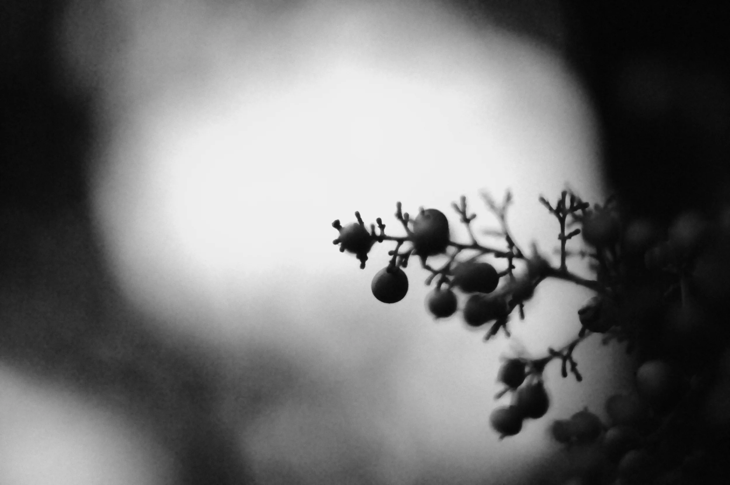 20090913-berries 4 - b&w.jpg