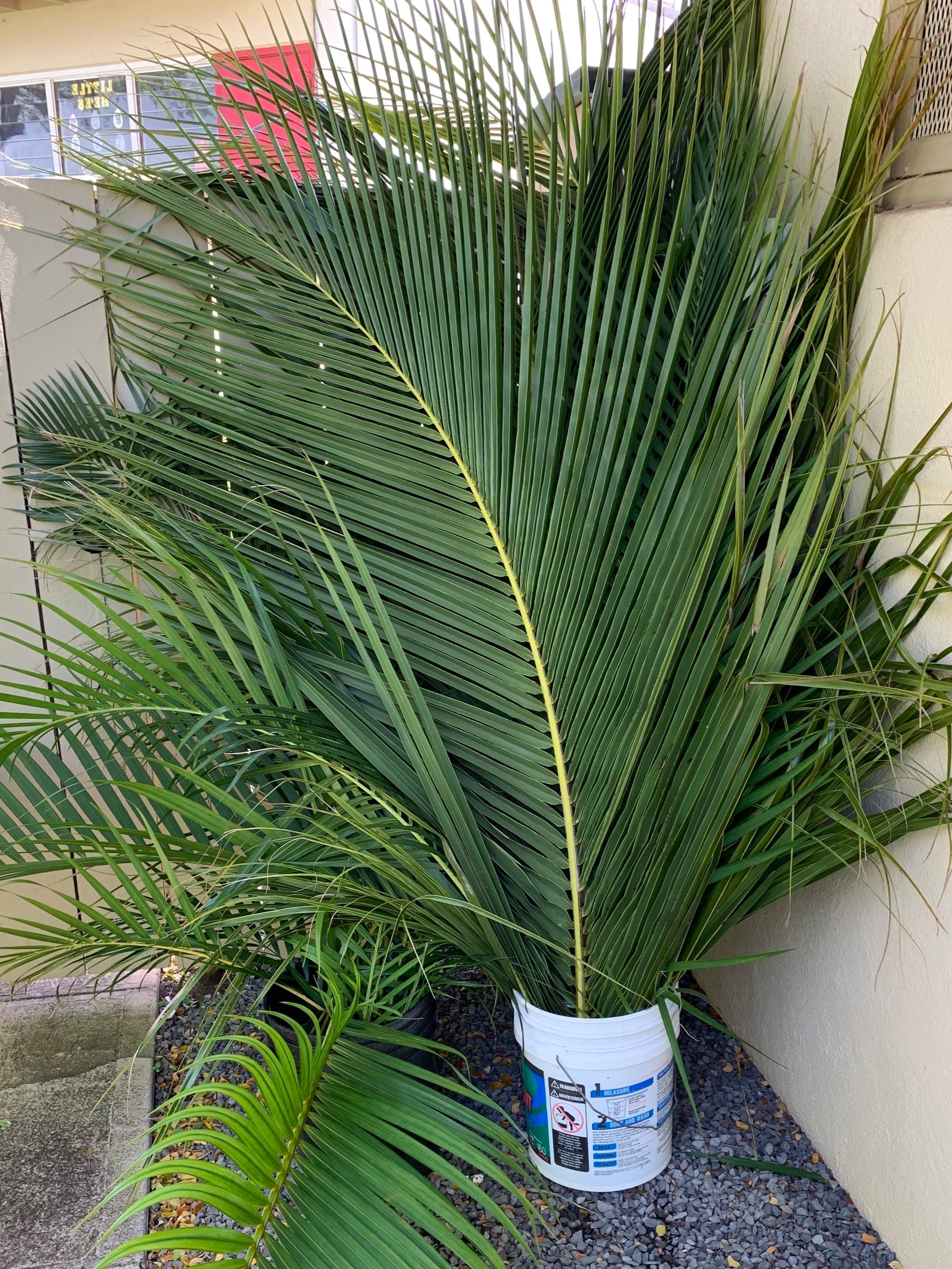 Sunday’s Palms