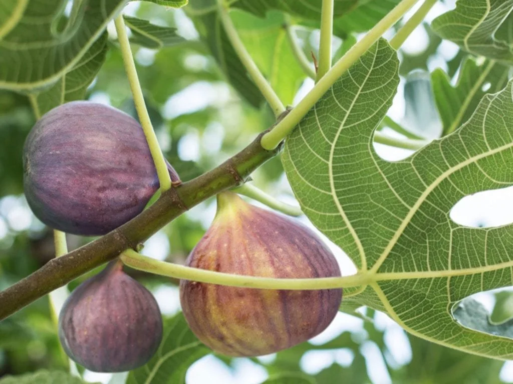 From the Rector: Cultivating Figs