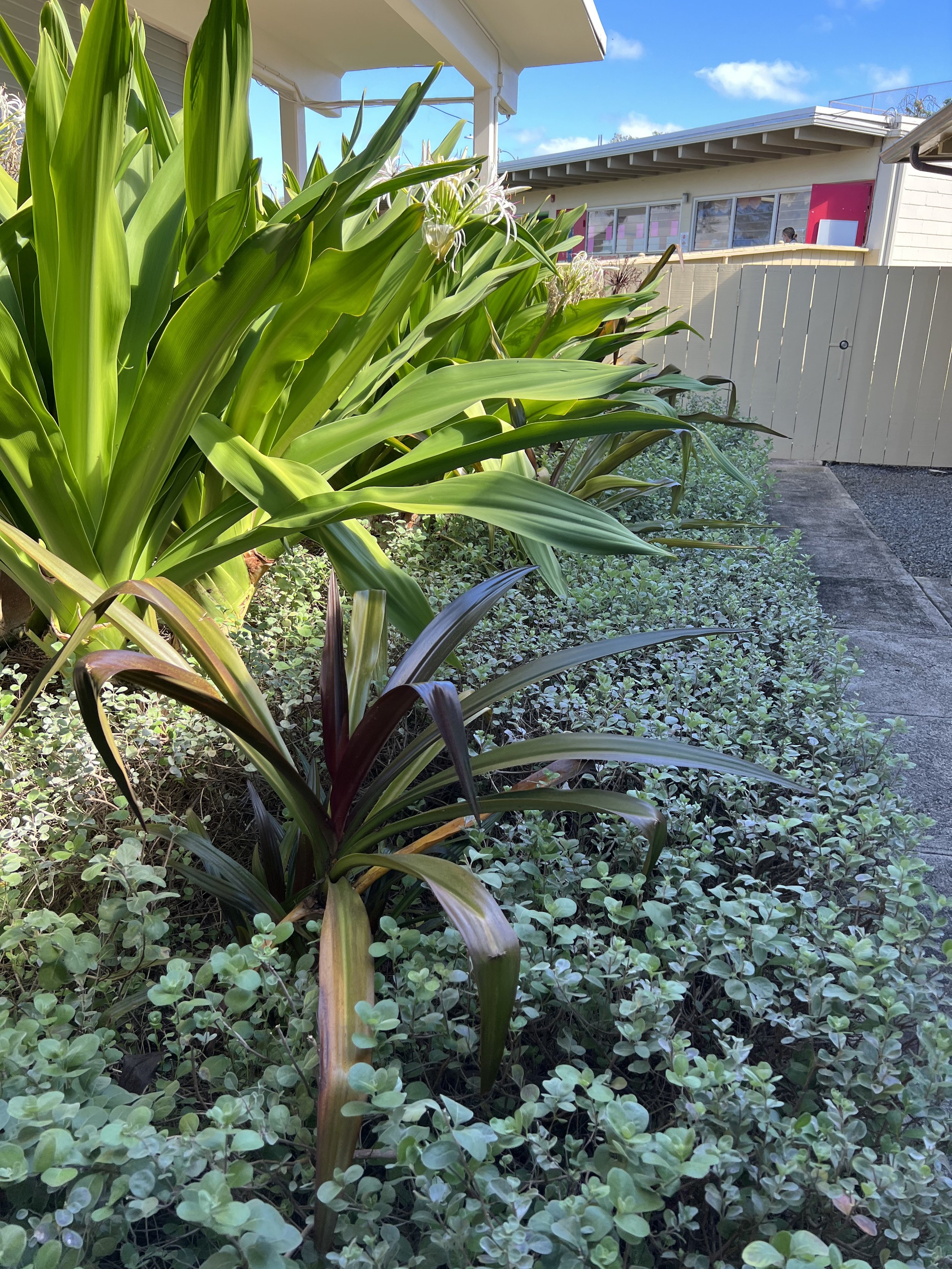 From the Rector: Resurrection Garden