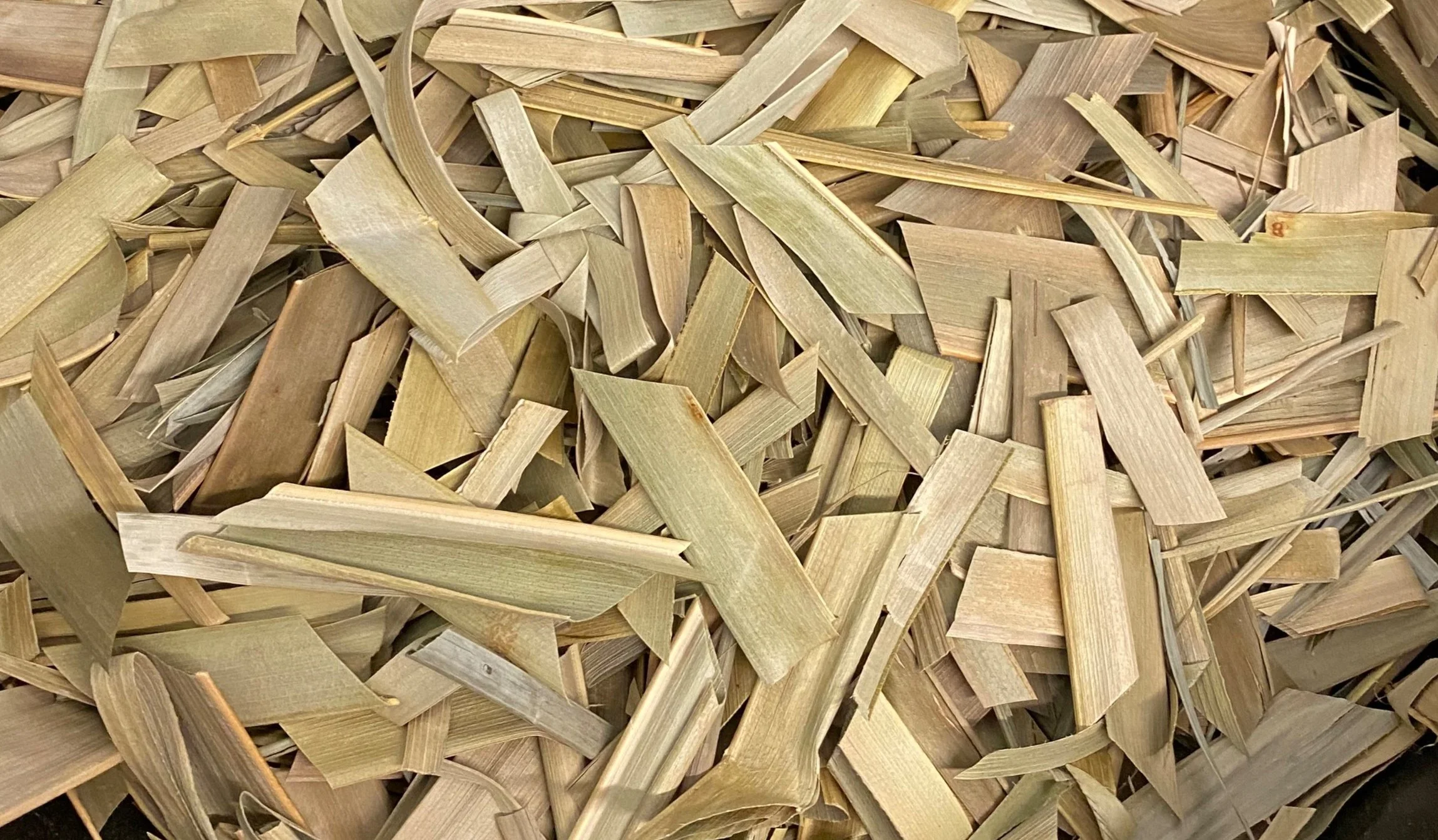 From the Rector: Pre-Lent