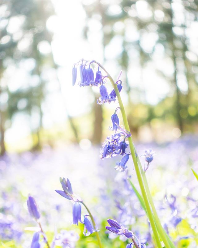 It's that time of year again. If you wanna catch some #bluebells, quick, head to the woods! ... #spring #flowers #purple #woodland #forest #sonyrx100iv #uk #aprilflowers #springtime
