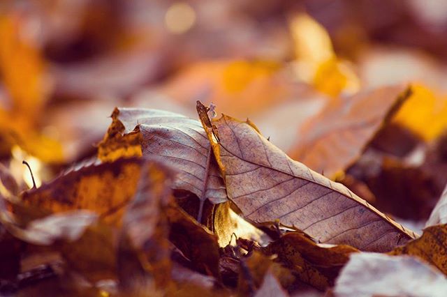 Enjoying the #autumn leaves and #fall colours.