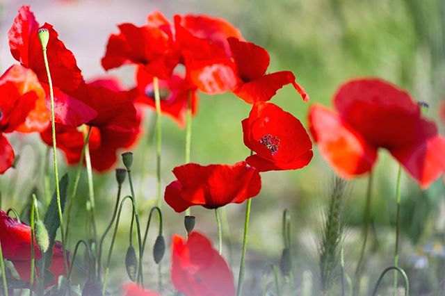 I saw these #poppies growing among the ancient ruins in Rome and had it mind to share today. So at the end of another #rememberanceday the old poem says it best - At the going down of the sun and in the morning, we will remember them.