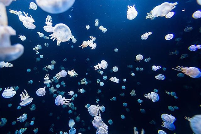 Excited to have this photo published online with @natgeoyourshot for their underwater assignment. 🌊📷 There's some amazing photos in the piece, see them all with link in my profile. .
.
. 
#photography #NationalGeographic #underwater #jellyfish @van