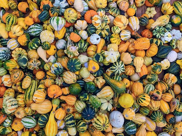 #squashing in as many #squashes as possible.
.
. 
#squash #pumpkin #why #colors #yellow #fruit #strangerthings