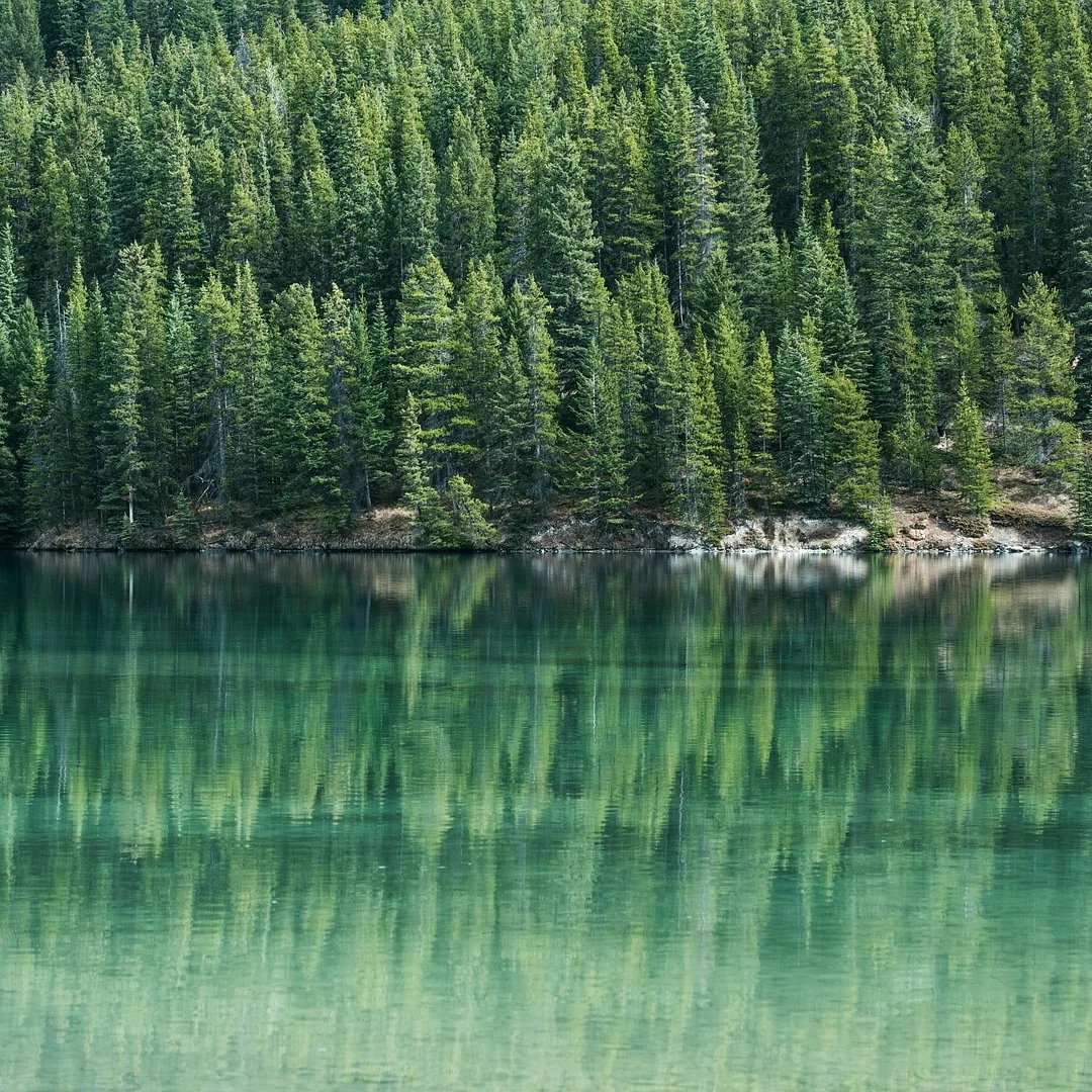 pinetreeslake.jpg
