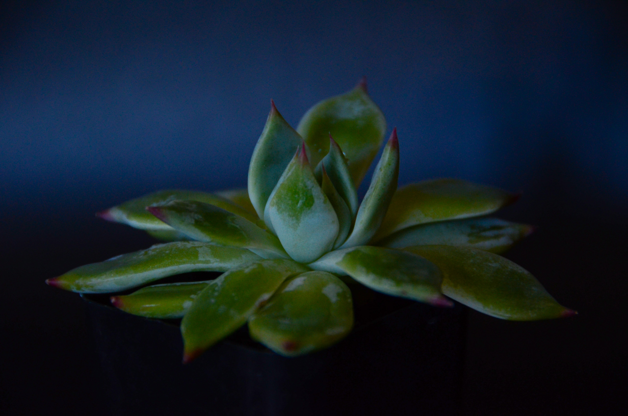 Depth of Field