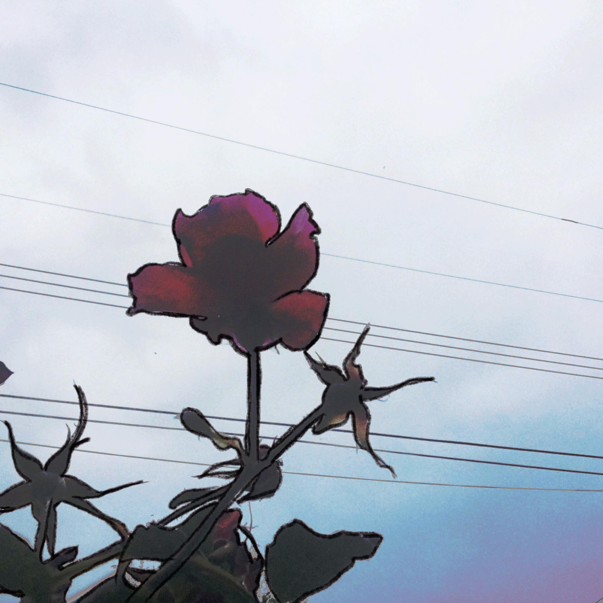 finalproject-AlexaRizo.gif