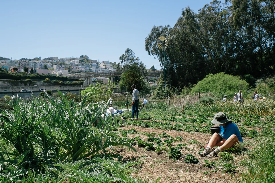 Lawn_Thomas_Alemany Farm-10-20130420-33655.jpg