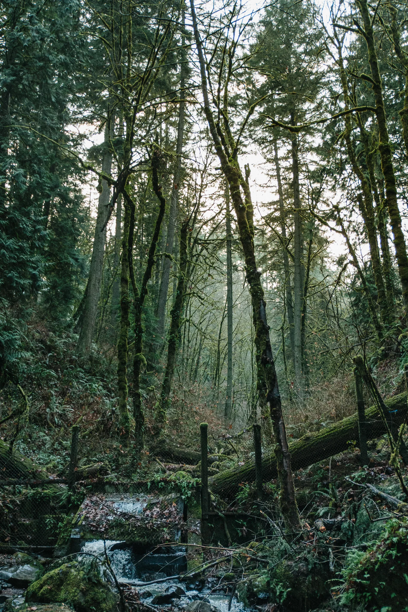 Landscape photo of a fenced waterfall in Forest Park, Portland, Oregon by Philadelphia based photographer Thomas Lawn
