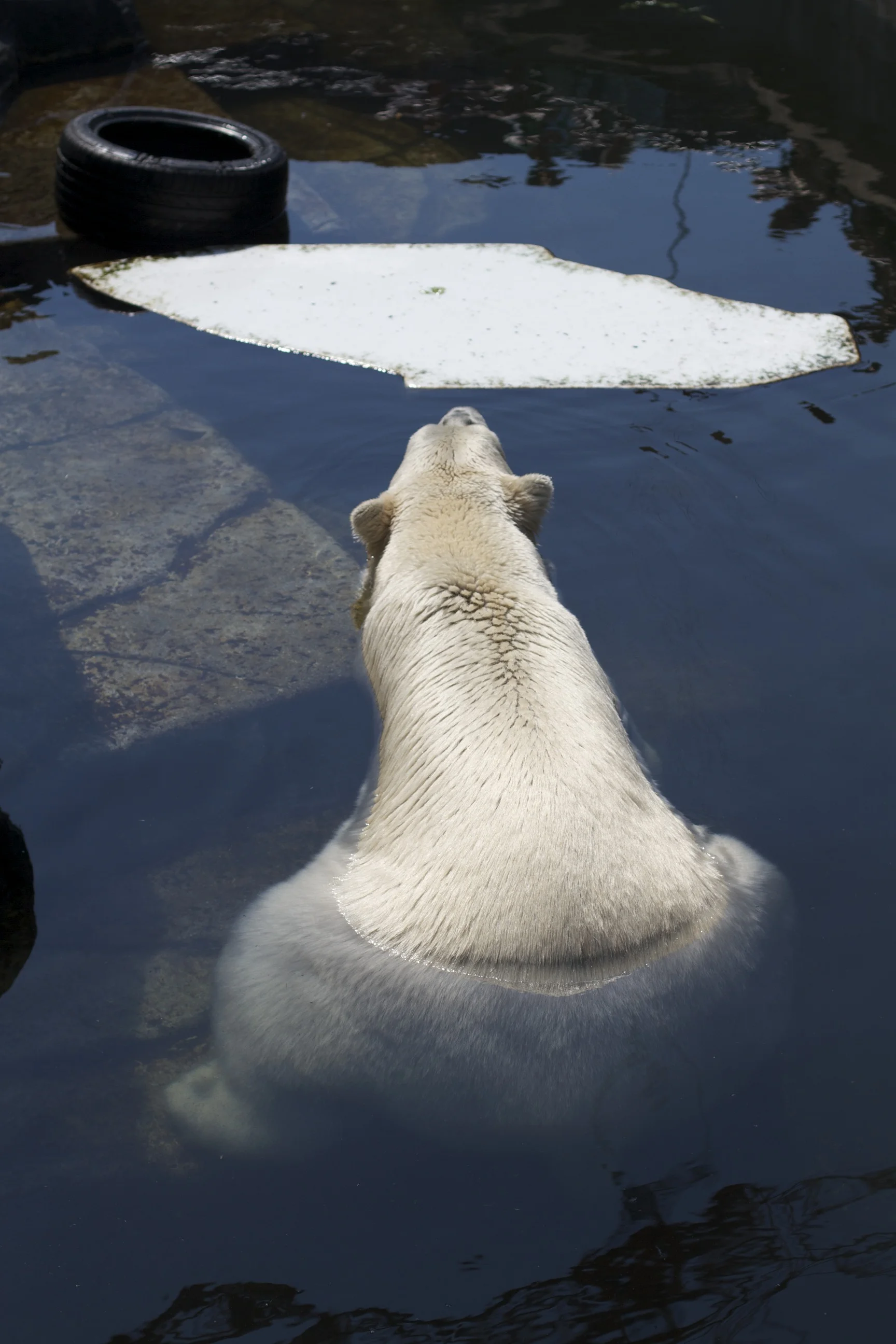 skd pic 2011_07_19 IMG_0030.CR2.jpg