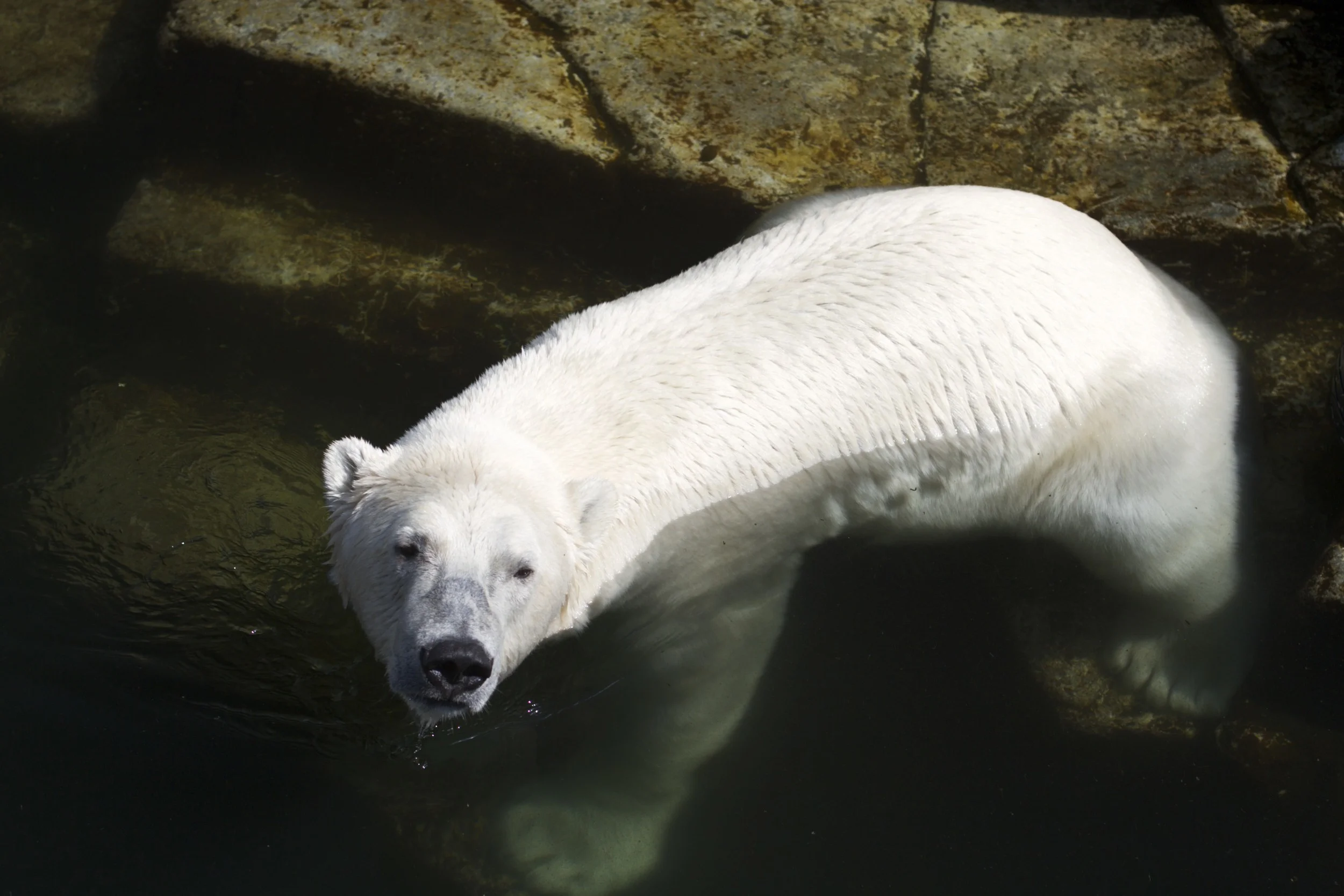 skd pic 2011_07_19 IMG_0049.CR2.jpg