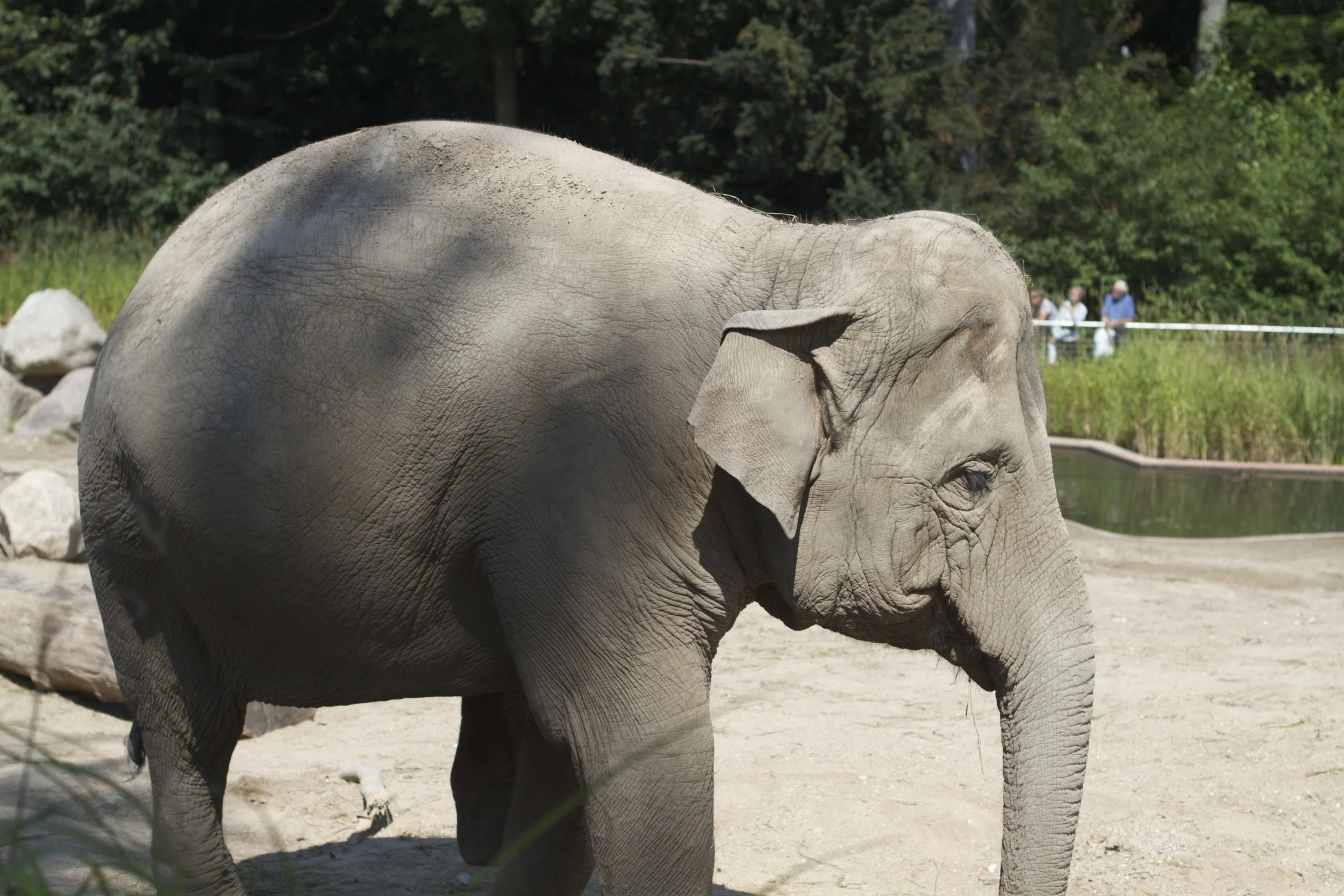 skd pic 2011_07_19 IMG_0075.CR2.jpg