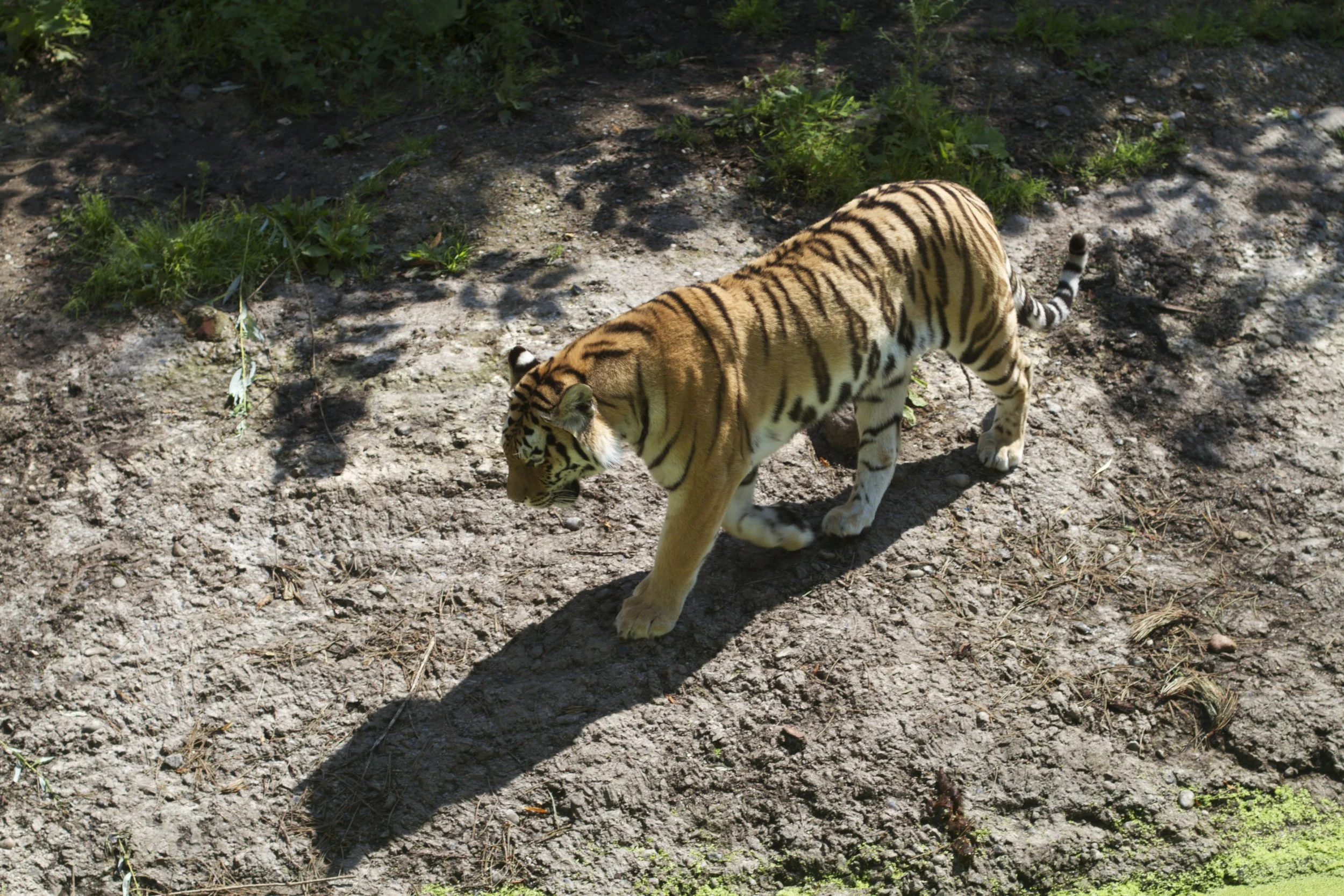 skd pic 2011_07_19 IMG_0096.CR2.jpg