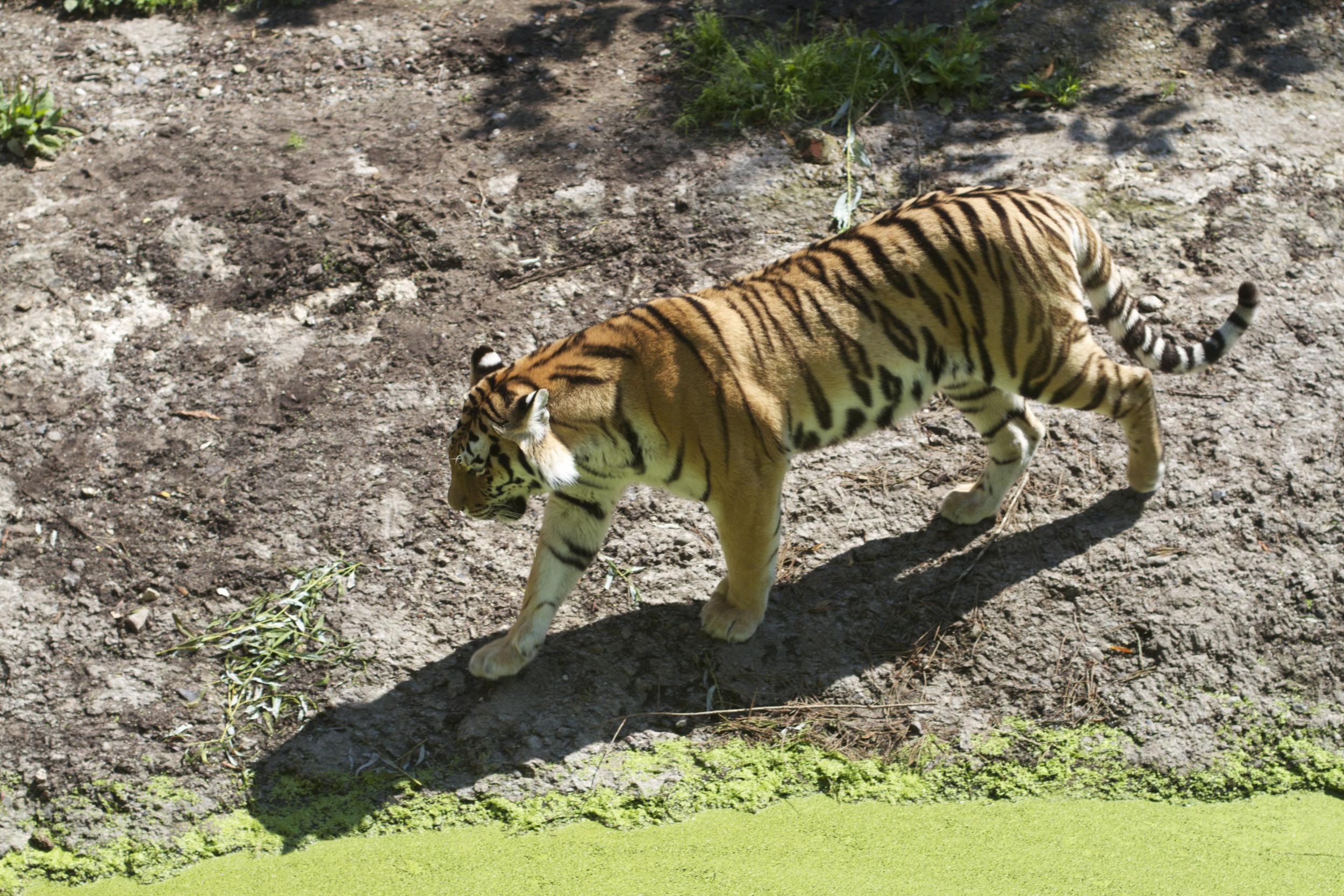 skd pic 2011_07_19 IMG_0097.CR2.jpg