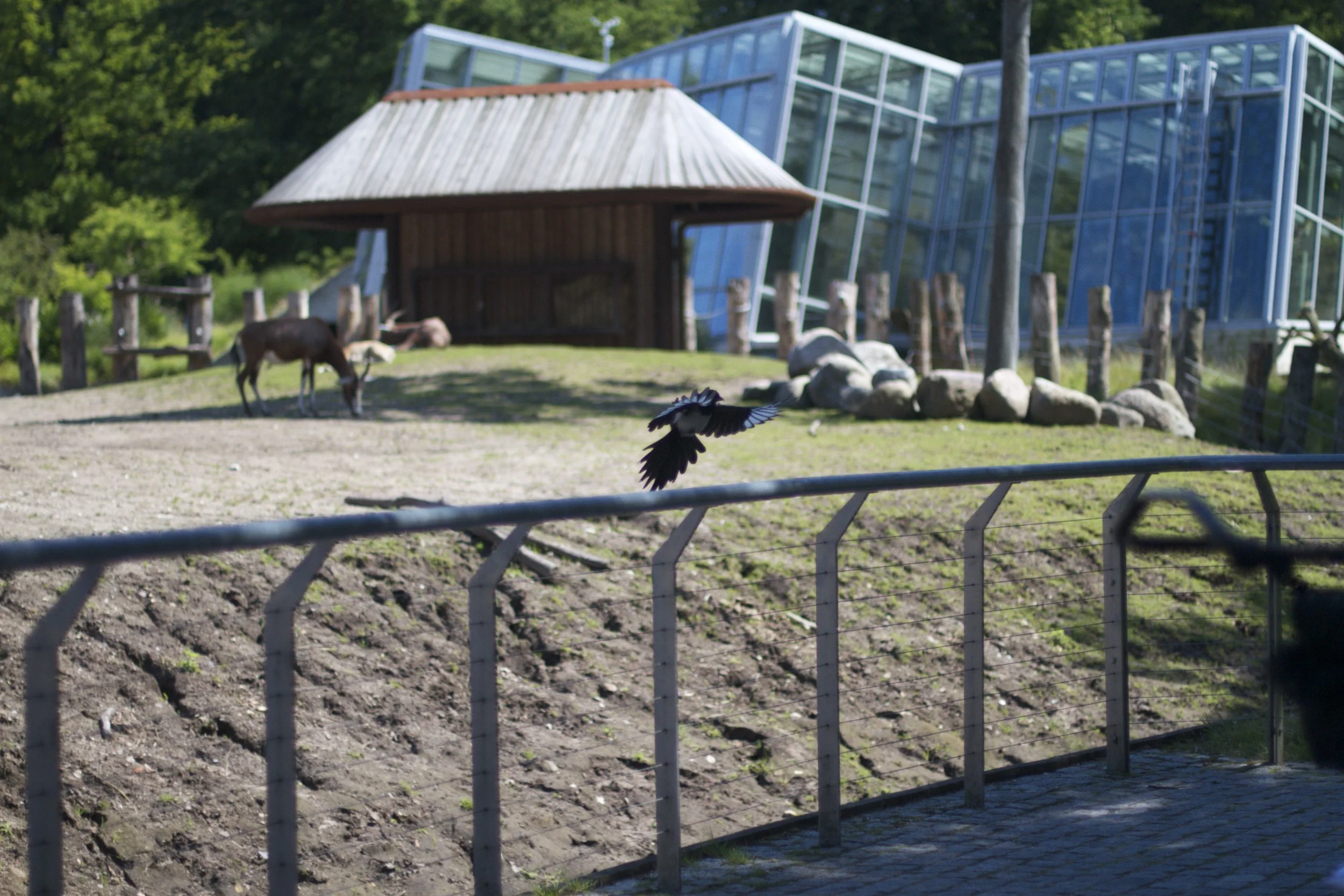 skd pic 2011_07_19 IMG_0139.CR2.jpg