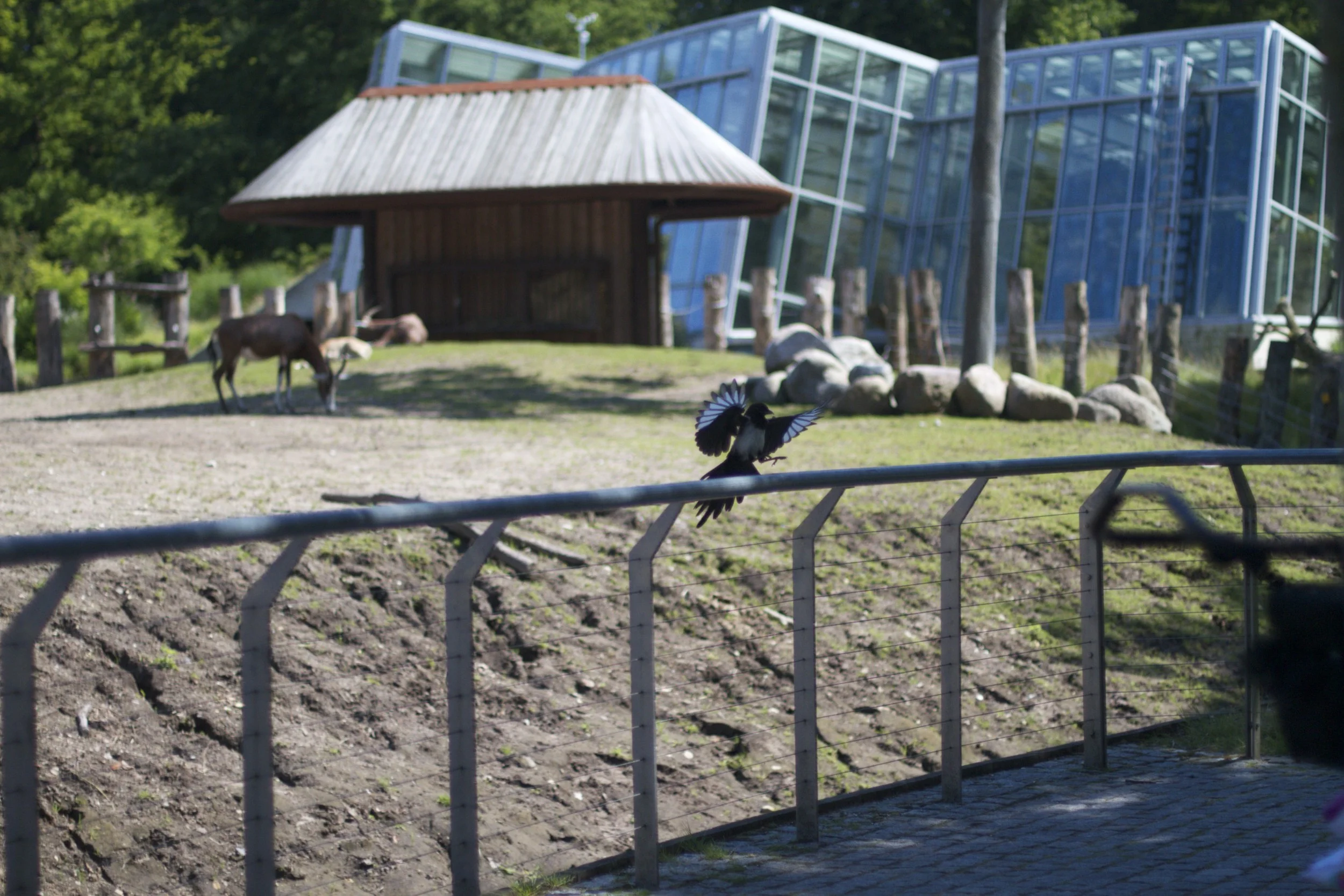 skd pic 2011_07_19 IMG_0140.CR2.jpg